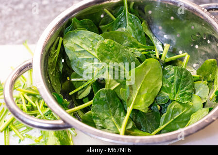 Spinach leaves in a colander. Stock Photo