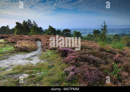 Dawn over Heather covered Hesworth Common, West Sussex Stock Photo