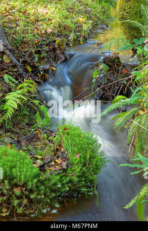 Tabell Ghyll, Ashdown forest Stock Photo