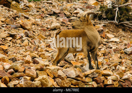 Capra Pyrenaica hispánica, goat, mountain, wild animals, Stock Photo