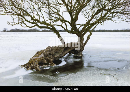 Storm damaged and collapsed tree following heavy snowfall in winter on Figham pasture in Beverley, Yorkshire, UK. Stock Photo