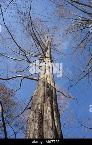 Dawn Redwood (metasequoia glyptostroboides) at the Arnold Arboretum in winter Stock Photo