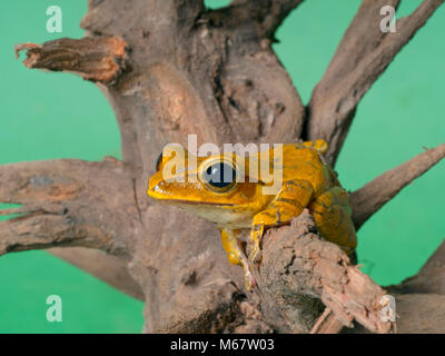 Panamanian golden frog Atelopus zeteki Captive Pet Stock Photo