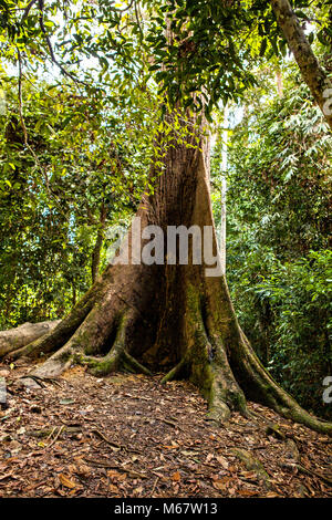 Sepilok Giant, the Oldest Tree of Sabah in the Sepilok Rainforest Discovery Centre on Borneo Stock Photo