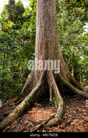 Sepilok Giant, the Oldest Tree of Sabah in the Sepilok Rainforest Discovery Centre on Borneo Stock Photo