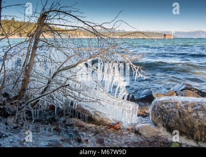 Ice combs forming on tree at the shore of Lake Tahoe, California, USA, in the end of the winter of 2018. Stock Photo