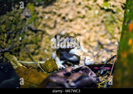 Frog in Borneo, Malaysia Stock Photo