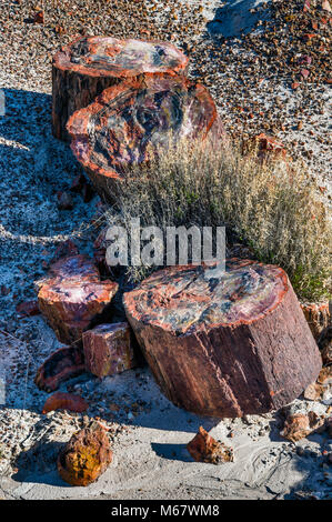Petrified wood on Long Logs Trail, Petrified Forest National Park, Colorado Plateau, Arizona, USA Stock Photo
