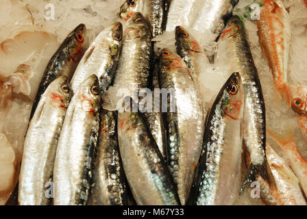 Sardines on ice in a fishmongers. Close view. Stock Photo
