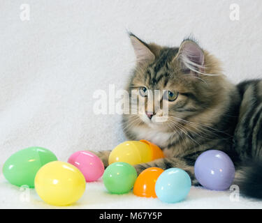 Cute brown and black tabby kitten with colorful Easter eggs on a white background. Concepts of Easter, pets, spring. Fluffy Siberian Forest Cat Stock Photo