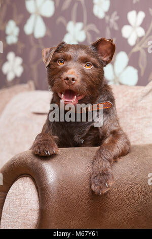 A 2 year old Chocolate Brown Patterdale Terrier Dog on a sofa in a house in the UK. 2018. Stock Photo