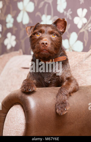 A 2 year old Chocolate Brown Patterdale Terrier Dog on a sofa in a house in the UK. 2018. Stock Photo