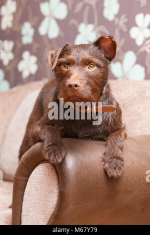 A 2 year old Chocolate Brown Patterdale Terrier Dog on a sofa in a house in the UK. 2018. Stock Photo