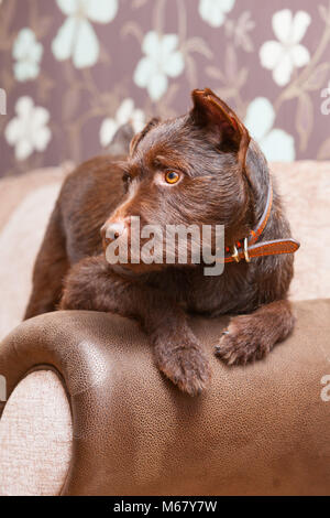 A 2 year old Chocolate Brown Patterdale Terrier Dog on a sofa in a house in the UK. 2018. Stock Photo