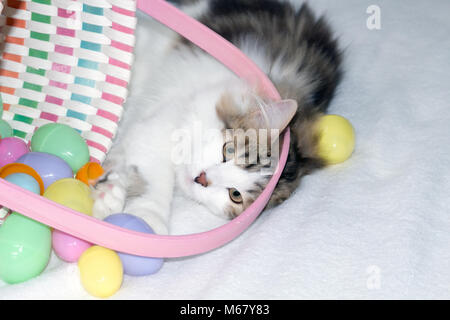Playful brown & white tabby kitten playing with spilled basket of Easter eggs on a white blanket. Siberian Forest Cats thought to cause fewer allergy Stock Photo