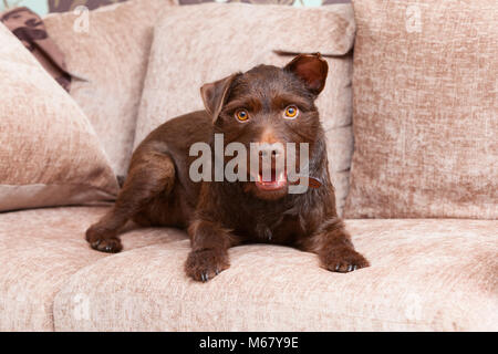 A 2 year old Chocolate Brown Patterdale Terrier Dog on a sofa in a house in the UK. 2018. Stock Photo