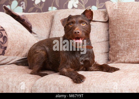 A 2 year old Chocolate Brown Patterdale Terrier Dog on a sofa in a house in the UK. 2018. Stock Photo