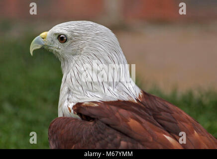 Brahminy Kite (haliastur indus) Stock Photo