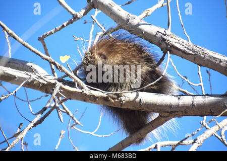 Porcupine in Tree near Puerco River. Stock Photo