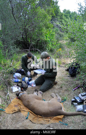 Recording Data. The male mountain lion known as P-21 was captured in June 2011. Stock Photo