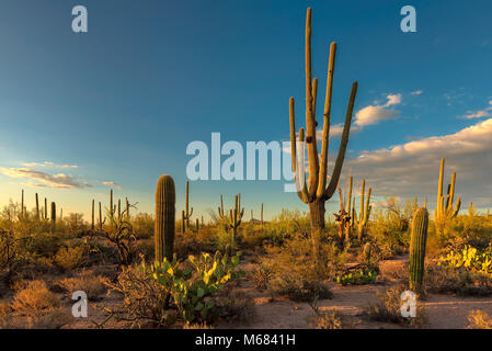 Saguaros at Sunset in Sonoran Desert near Phoenix. Stock Photo