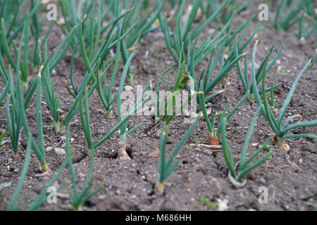 Young spring onions growing on cracked soil in a garden Stock Photo
