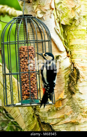 Great Spotted Woodpecker feeding on a garden Bird feeder Stock Photo