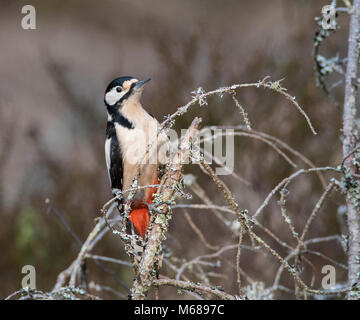 Great Spotted Woodpecker (Dendrocopos major) sat on a pine branch in the sun Stock Photo