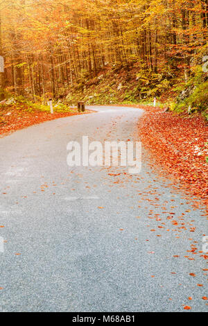 Winding forest road in beautiful autumn colors near Bohinj lake in Slovenia Stock Photo