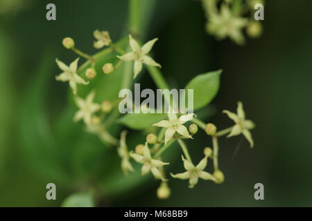 Rubia peregrina hi-res stock photography and images - Alamy