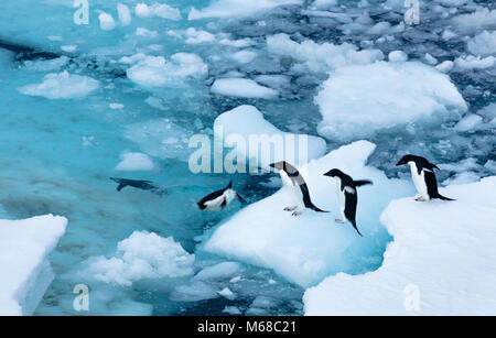 A group of Adelie Penguins form a line to jump off an ice flow and off into the waters of Antarctic Sound by Joinville Island in Antarctica Stock Photo