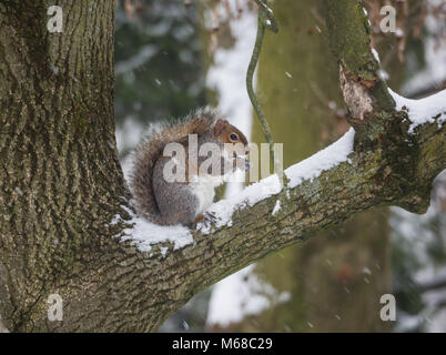 hungry squirrel in winter while eating sitting on a branch Stock Photo