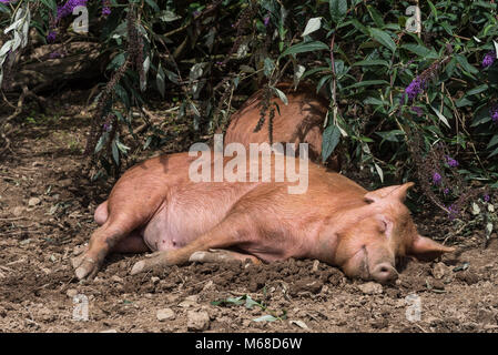 Pig asleep in mud Stock Photo