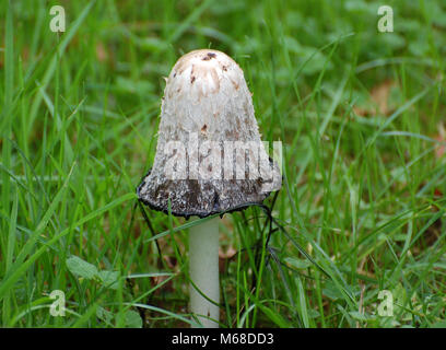 Shaggy inkcap mushroom fungus / Lawyer's Wig, common uk fungus Stock Photo