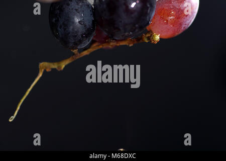 Grapes are fruits of the grapevine, individual fruits are called grape berries Stock Photo