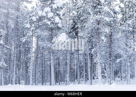 Snow covered pine forest in Lappland arctic Sweden Stock Photo