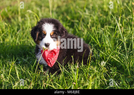 Adorable bernese mountain dog puppy wrapped in a red shawl looking at camera Stock Photo