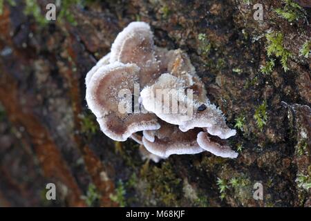 Silver leaf fungus, Chondrostereum purpureum Stock Photo