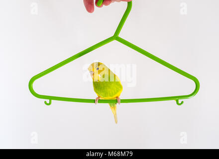 green and yellow budgerigar parakeet sitting, hanging around, on a green plastic coat hanger Stock Photo