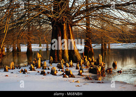 Cypress Tree at Sunset Stock Photo