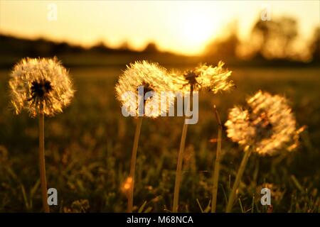 Dandelion at Sunset Stock Photo