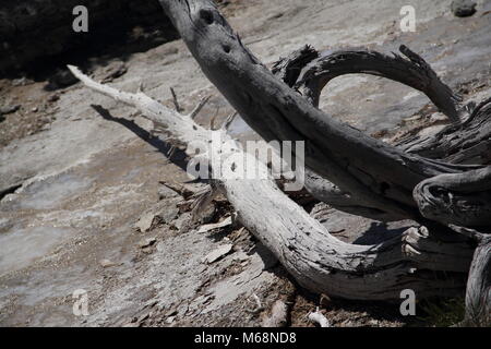 Dry tree lying on the rocks making a shadow underneath and pointing direction to upper left corner. Stock Photo