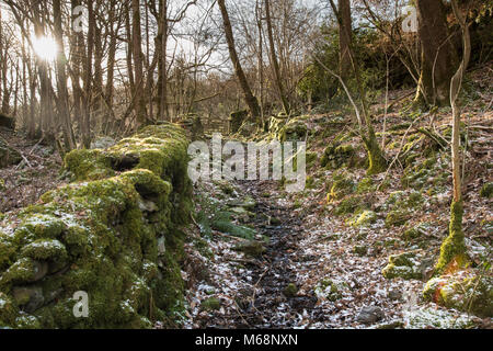 A track through the trees with a light dusting of snow and sunlight shining through with a drystone wall covered in moss running up to the gate beyond Stock Photo