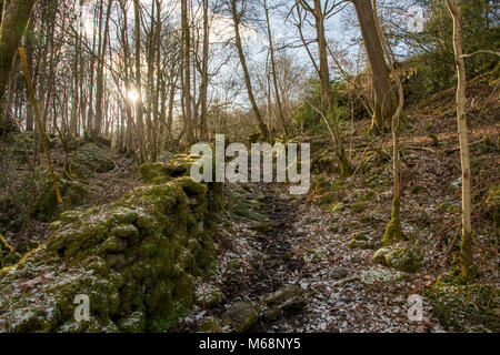 A track through the trees with a light dusting of snow and sunlight shining through with a drystone wall covered in moss running up to the gate beyond Stock Photo