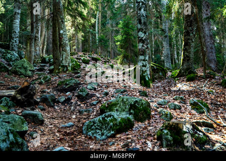 Beautiful view inside of pine forest Stock Photo