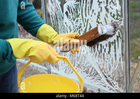 Greenhouse window panes are washed with warm soapy water in winter to remove grime and help reduce pest and disease risk , UK garden Stock Photo