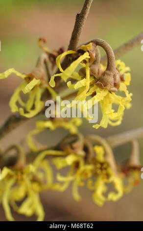 Spidery blooms of Hamamelis japonica' Zuccariniana', a Japanese witch hazel, flowering in an English garden in winter, UK Stock Photo