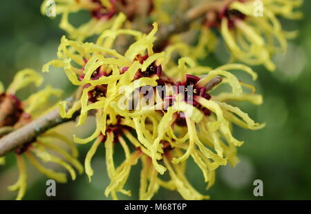 Spidery, fragrant blooms of Hamamelis x intermedia 'Pallida' commonly Hamamelis mollis 'Pallida' witch hazel flowering in a winter garden, UK Stock Photo