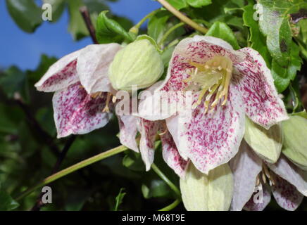 Clematis cirrhosa purpurascens 'Freckles', evergreen, winter flowering climber, UK garden Stock Photo