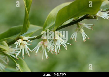 Sweet box (Sarcococca confusa), also called Christmas Box, in flower in a winter garden, UK Stock Photo